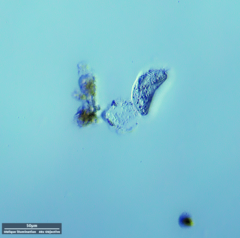 Hypotrichia