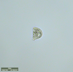 Hypotrichia