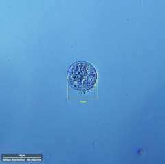 Hypotrichia