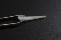 Scaphopoda