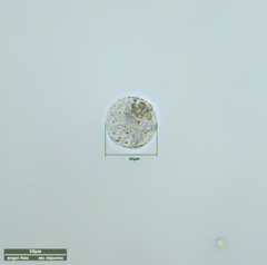 Hypotrichia