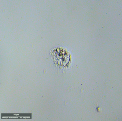 Hypotrichia