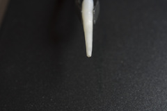 Scaphopoda