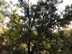 Exocarpos cupressiformis