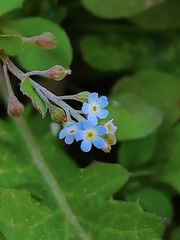 Trigonotis peduncularis