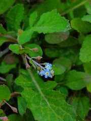 Trigonotis peduncularis