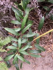 Anodendron affine