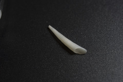 Scaphopoda
