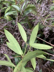 Anodendron affine