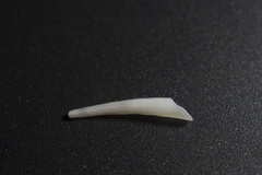 Scaphopoda