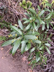 Anodendron affine