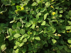 Medicago truncatula