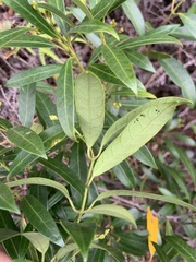Anodendron affine