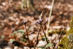 Cardamine angustata