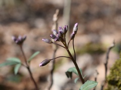 Cardamine angustata