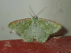 Eucyclodes albisparsa