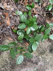 Trachelospermum