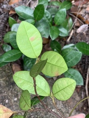 Trachelospermum