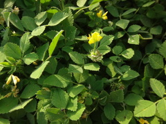 Medicago truncatula