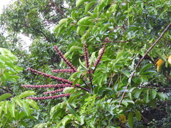 Heptapleurum actinophyllum