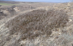 Chrysojasminum fruticans