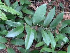 Anodendron benthamianum