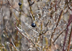 Chrysojasminum fruticans