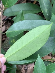 Anodendron benthamianum