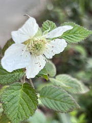 Rubus hirsutus