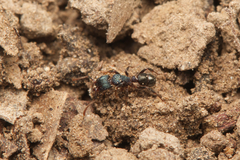 Rhytidoponera victoriae