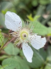 Rubus hirsutus