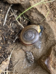 Sonorelix borregoensis