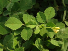 Medicago truncatula