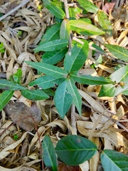 Trachelospermum jasminoides