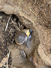 Sonorelix borregoensis