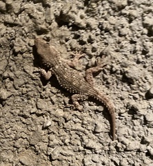 Tarentola mauritanica