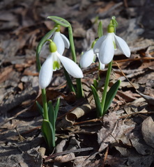 Galanthus plicatus
