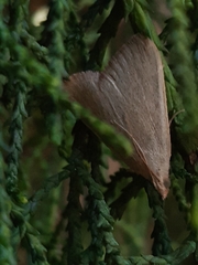 Hypsopygia albidalis