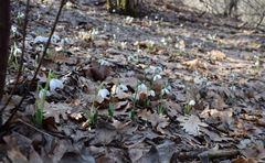 Galanthus plicatus