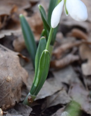 Galanthus plicatus