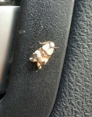 Thallarcha albicollis