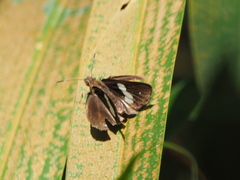 Notocrypta paralysos