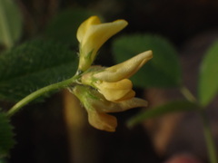 Medicago truncatula
