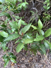 Aidia cochinchinensis