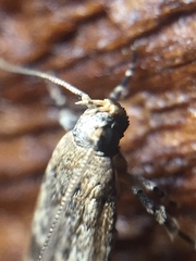Anisoplaca cosmia