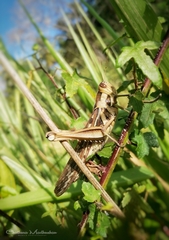 Cyrtacanthacris tatarica