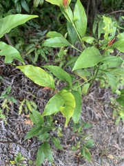 Aidia cochinchinensis