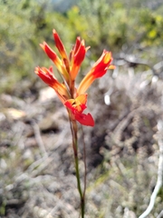 Tritoniopsis triticea