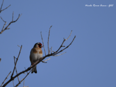 Carduelis carduelis