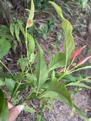 Aidia cochinchinensis